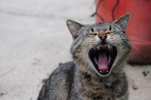 滑舌を改善するためのトレーニングアプリはどれが効果的？