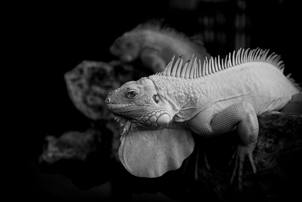 声優が参加できるオンラインコミュニティのメリットは？