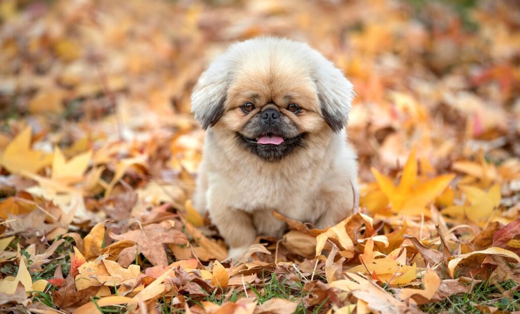 声優サブスクとはどのようなサービスで楽しめるのか？