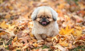 声優サブスクとはどのようなサービスで楽しめるのか？