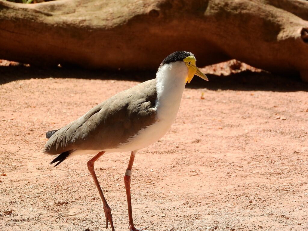 マイル移行のために知っておくべきポイントは？