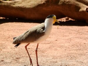 マイル移行のために知っておくべきポイントは？